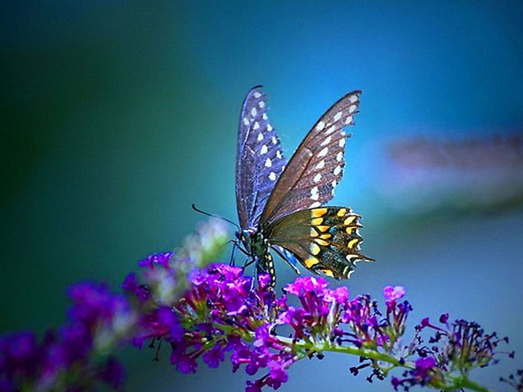 High Quality Butterfly Wallpaper Desktop Background Butterflies