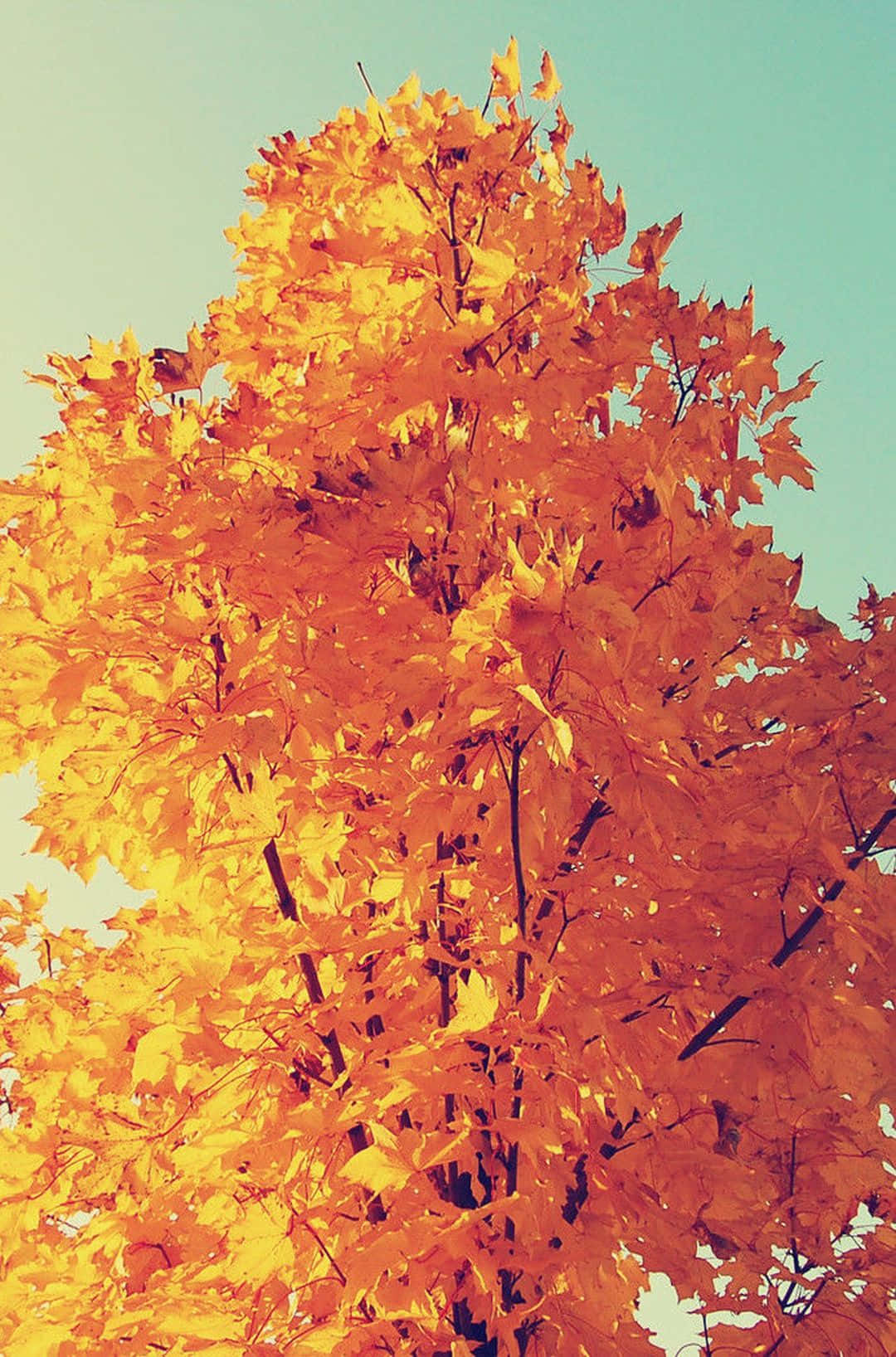Experience The Fall Season With Apple iPhone Plus Wallpaper