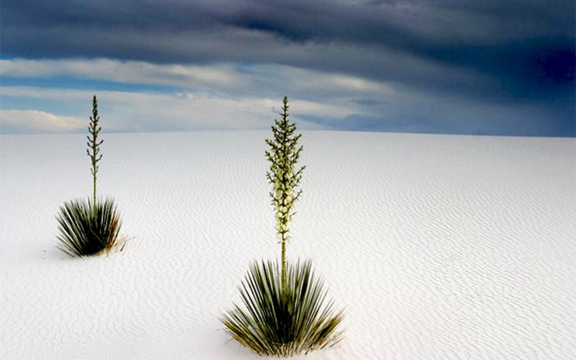 White Sands New Mexico HD Wallpaper Widescreen