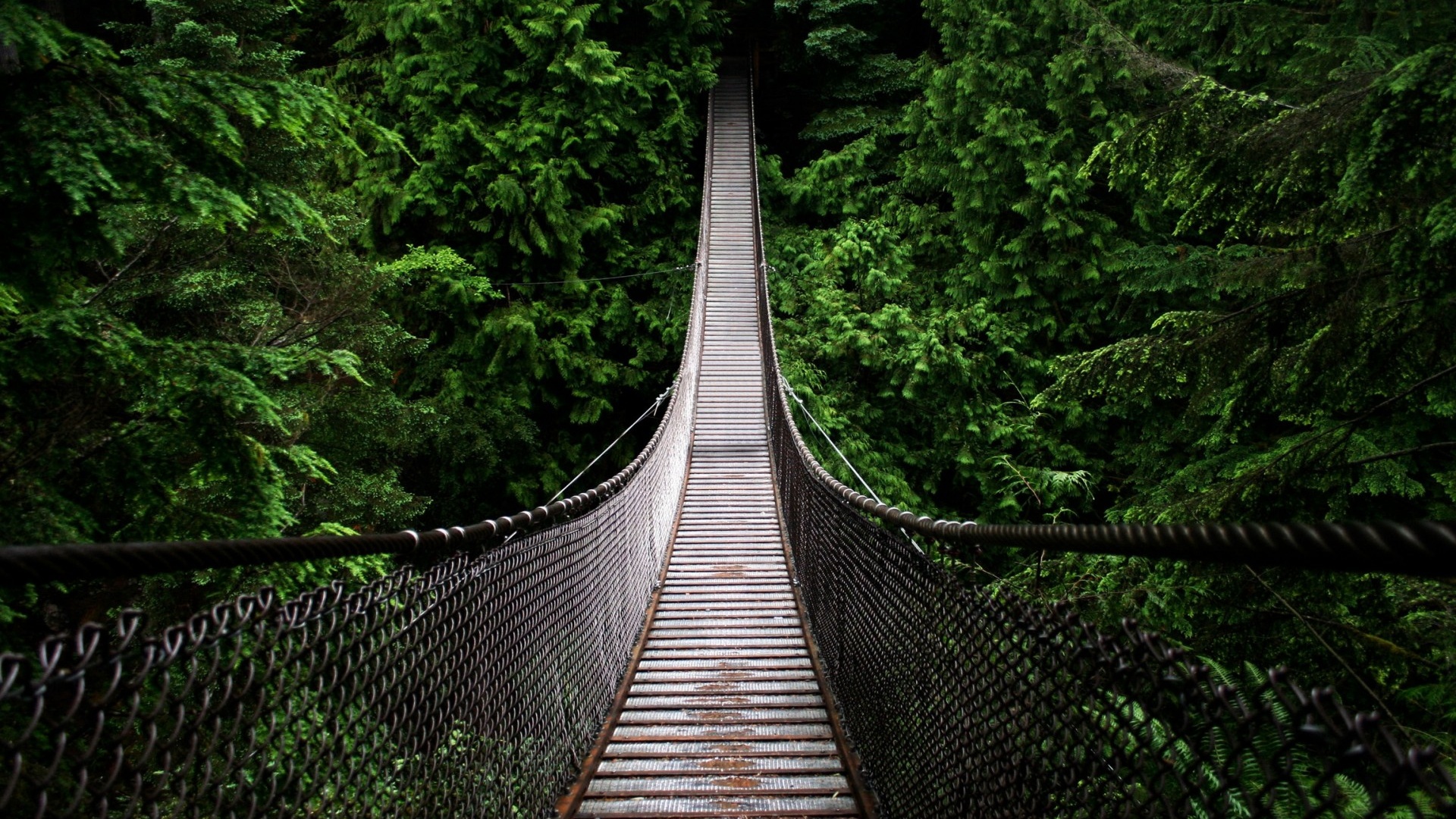 A long suspension bridge stretches through a lush green forest, inviting viewers to journey into the wilderness