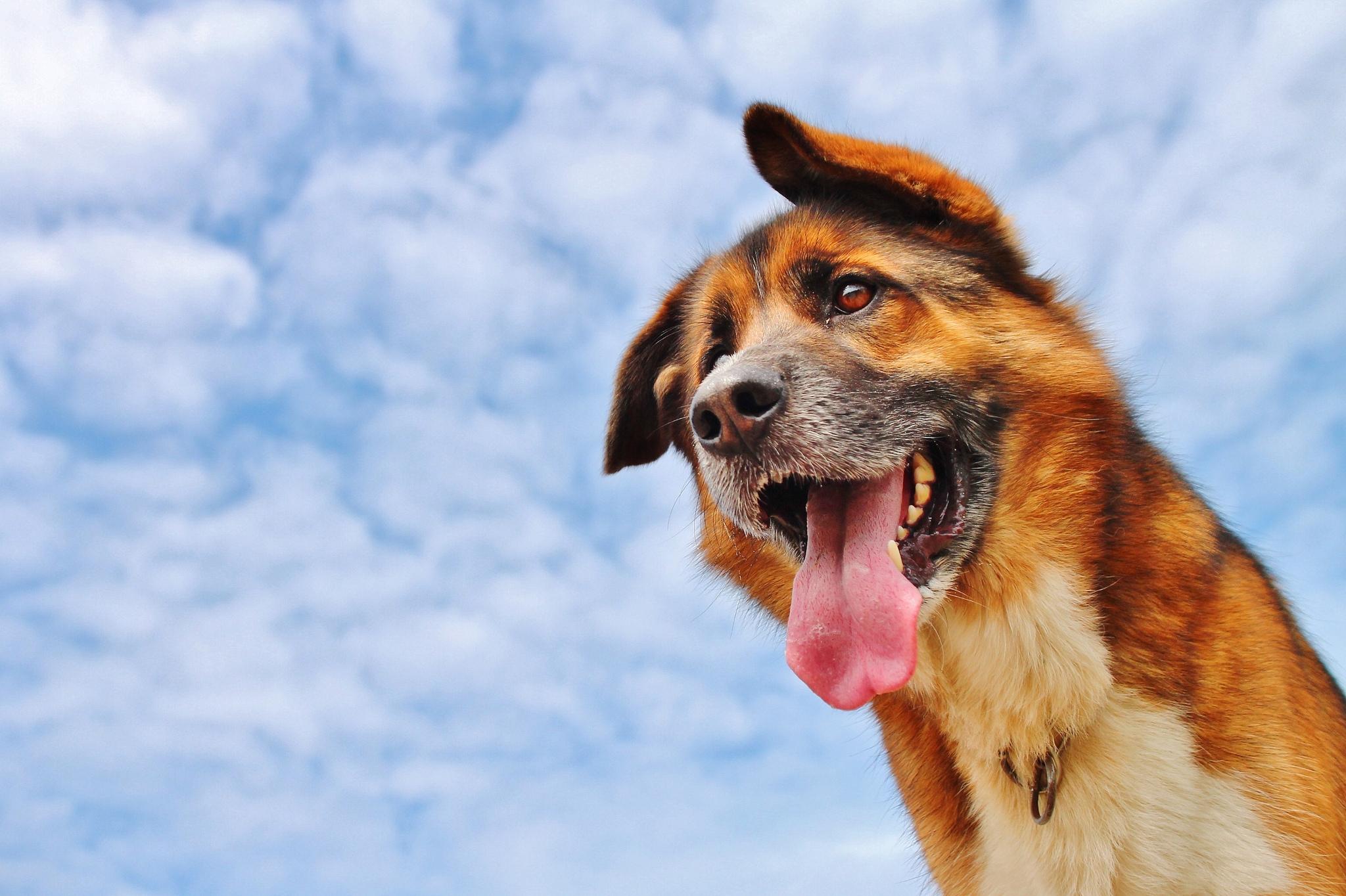 Wallpaper Dogs Face Tongue HD Widescreen High Definition