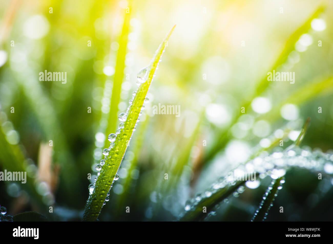 Fresh morning dew drops on green grass macro nature background