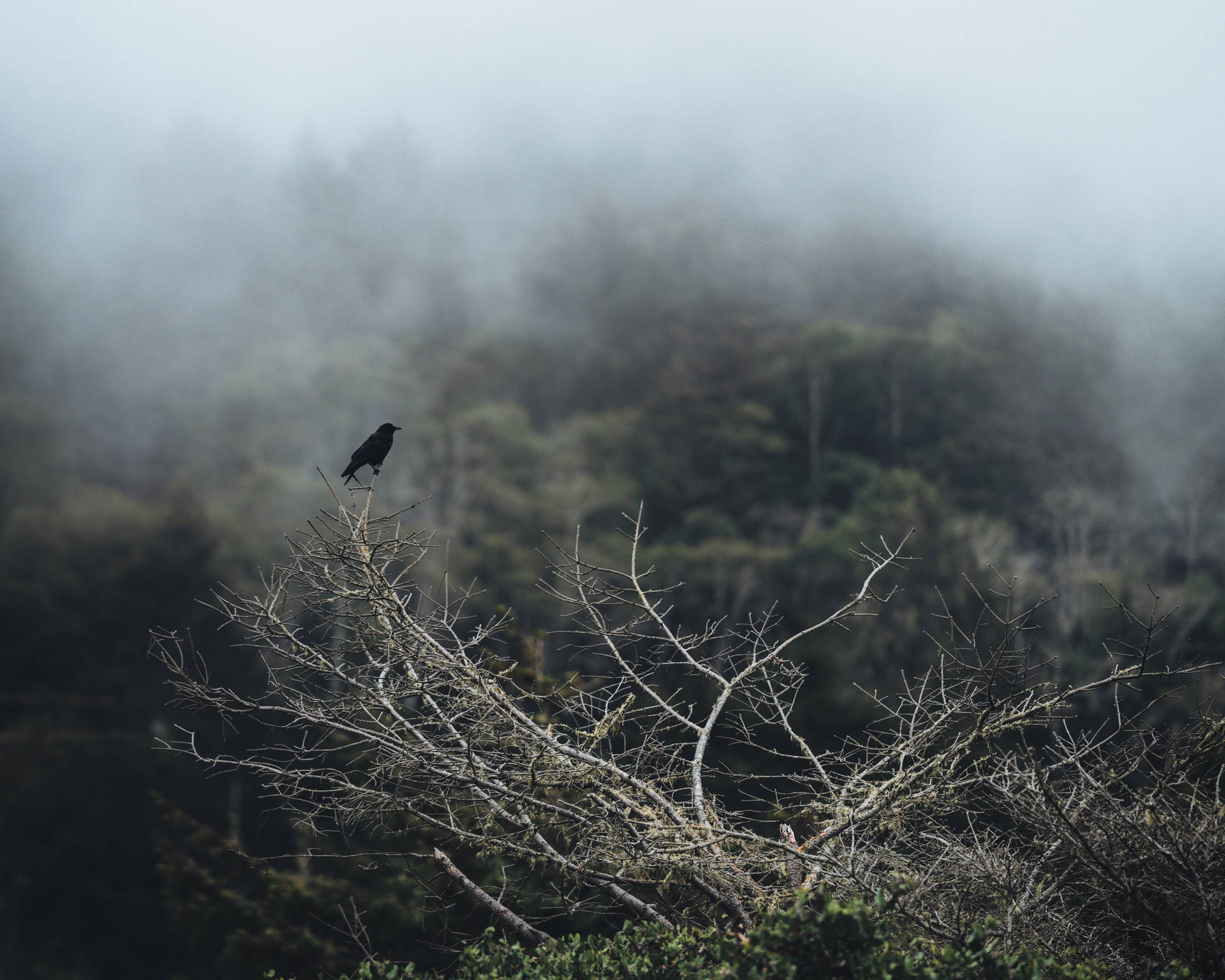 Birds Nature Wallpaper