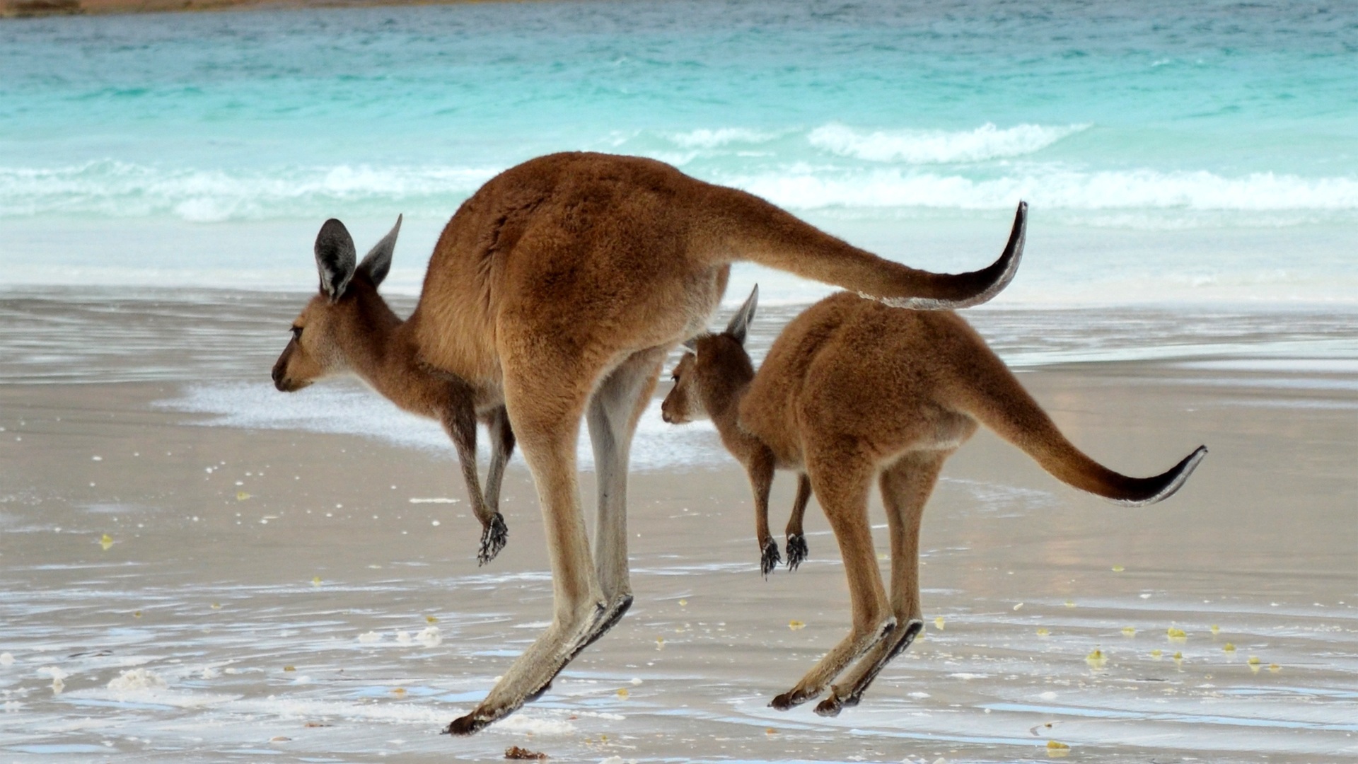 Kangaroo Wallpaper Image Photos Pictures Background