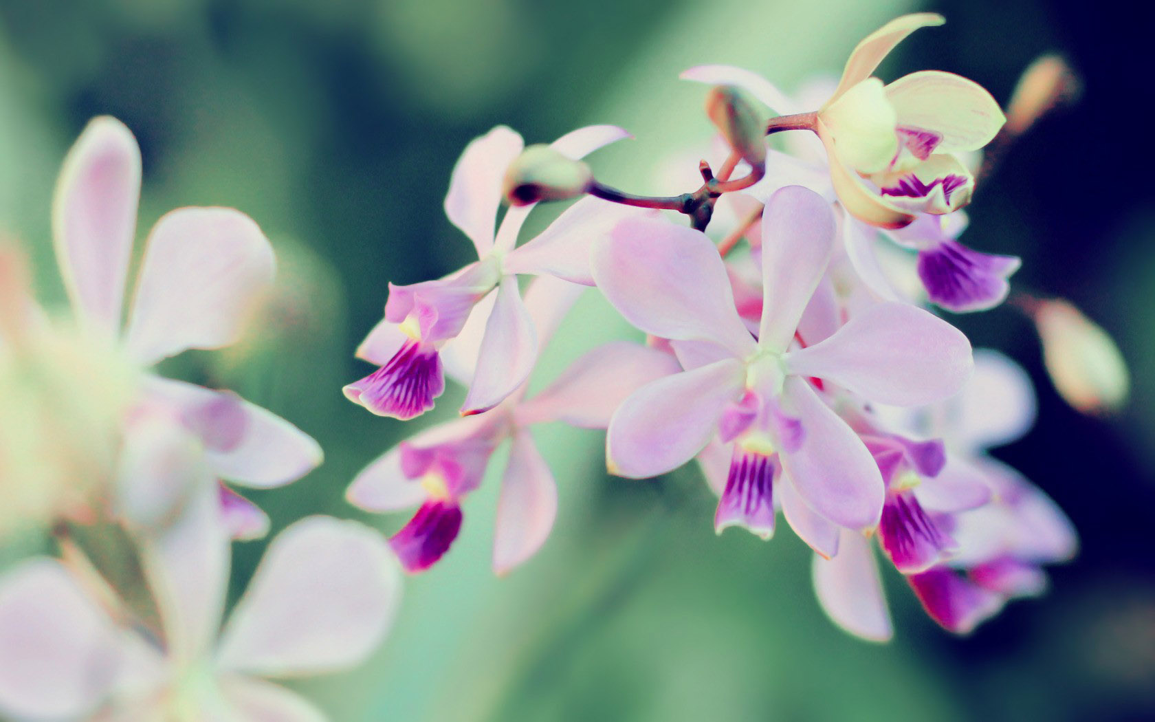 Featured Orchid Photography Wallpaper Plant Desktop Background