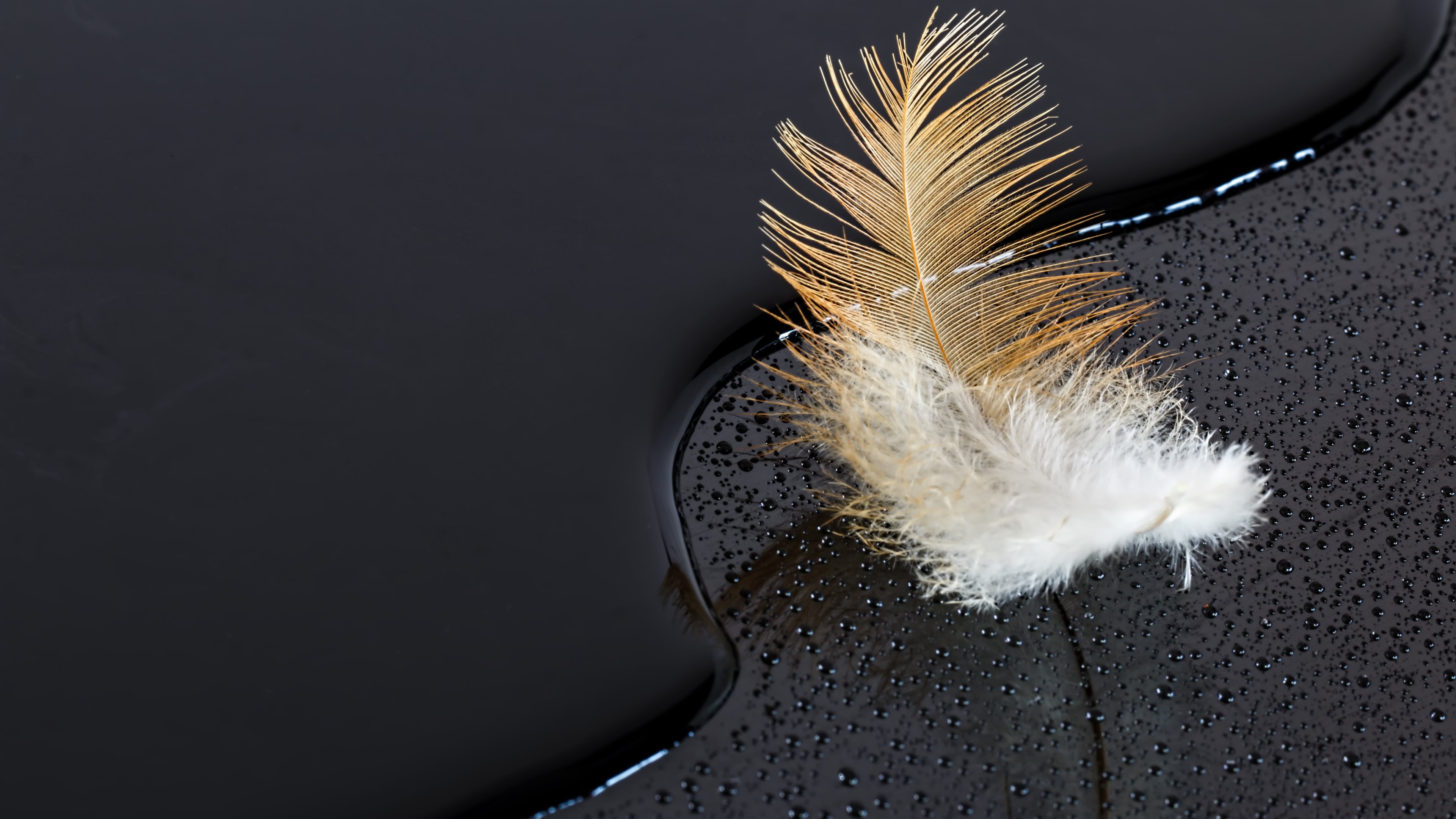 Feather On Water Black Surface 4k Ultra HD Wallpaper And