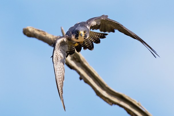 Peregrine Falcon Eating