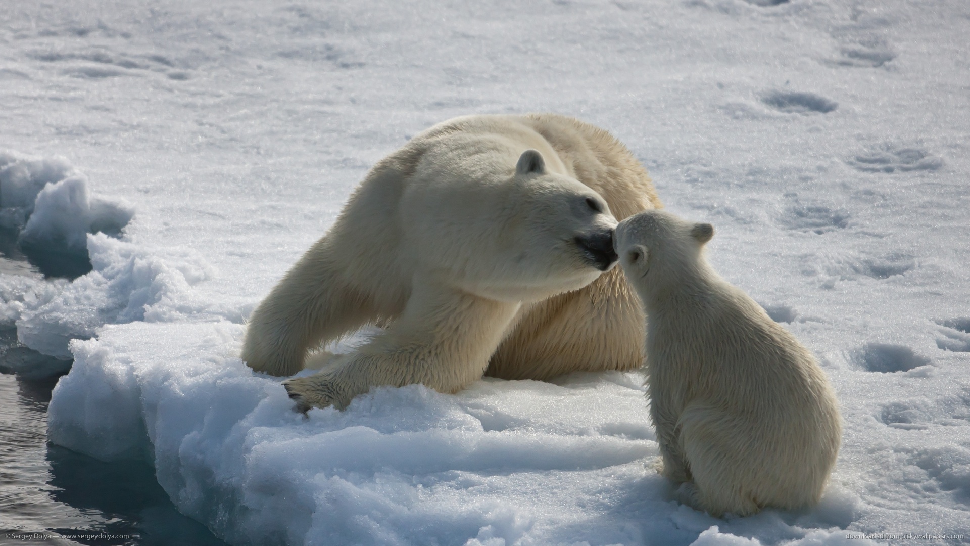 Polar Bears Picture