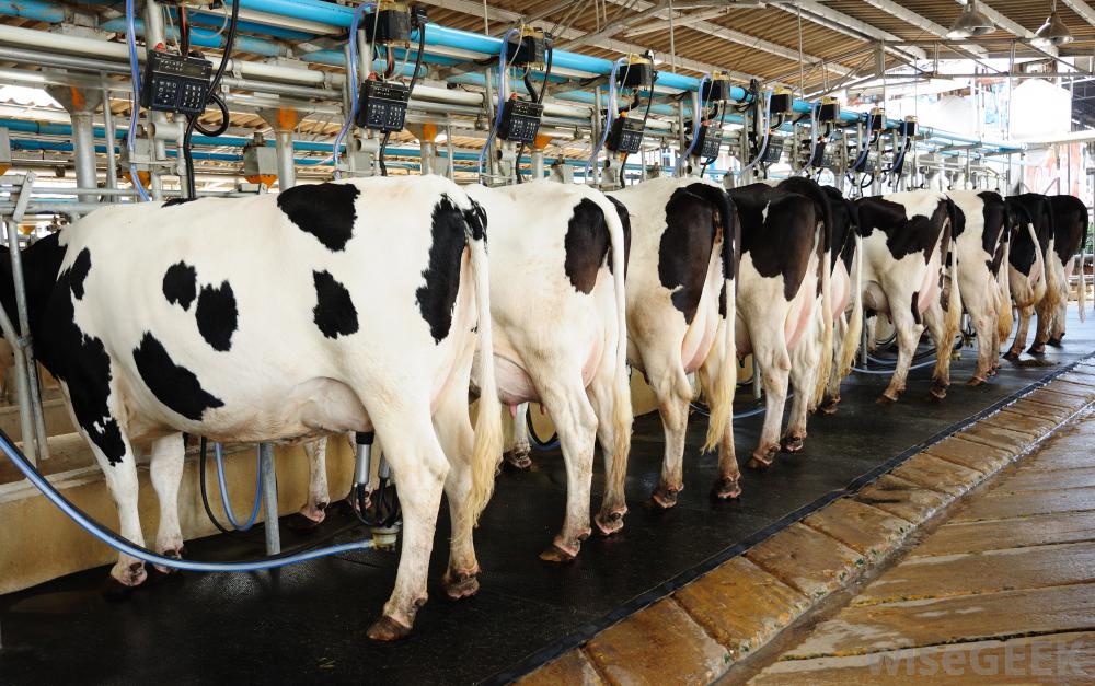 Dairy Farmer Must Ensure That All Of The Milking And Feeding