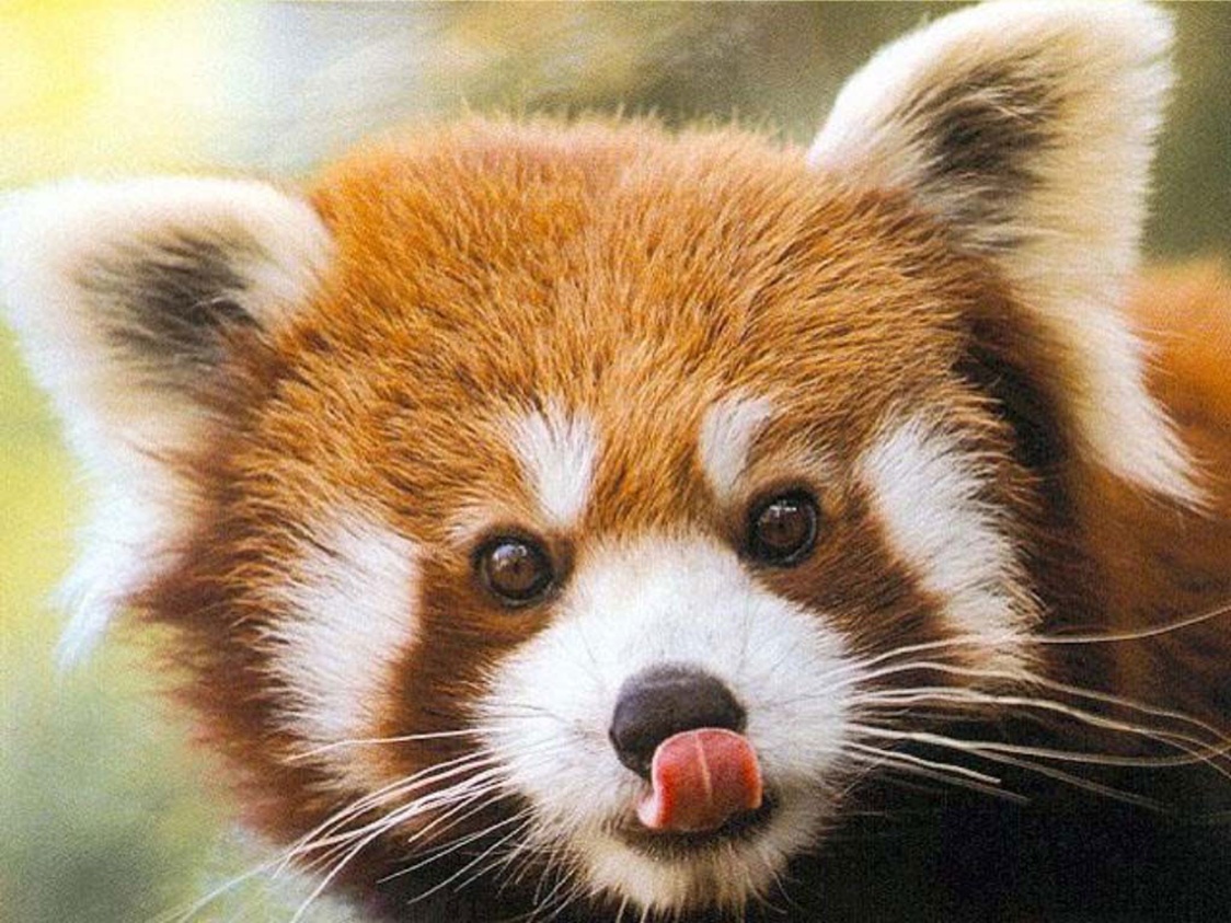 Red Panda Closeup Wallpaper Desktop