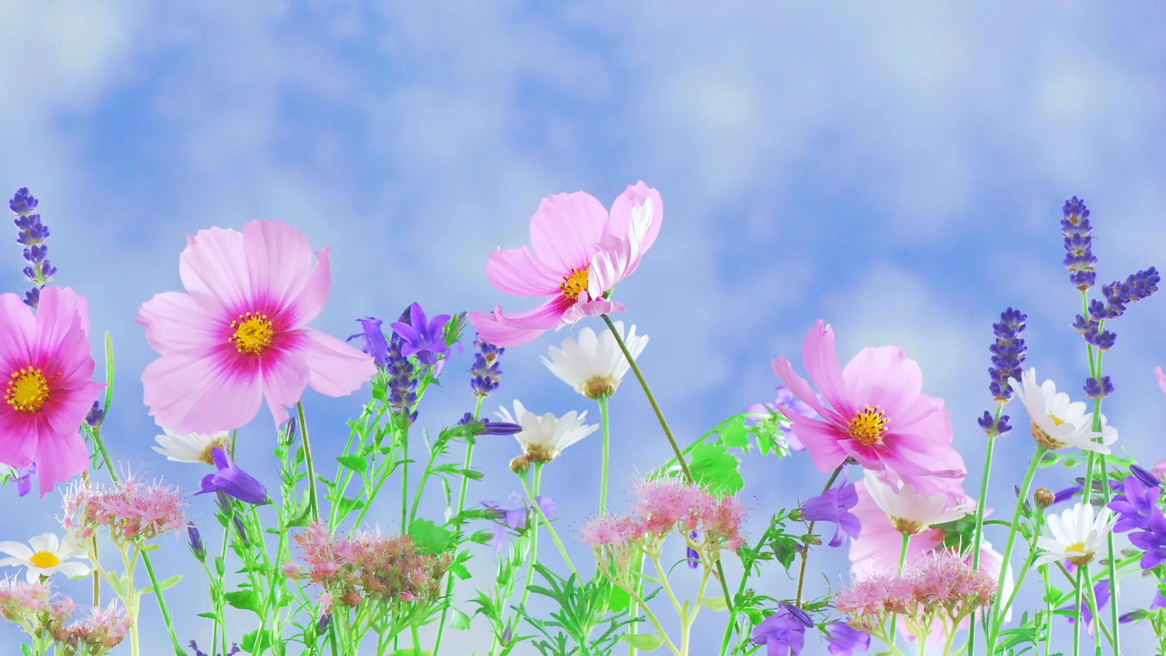 Free Download Wild Flowers Desktop Background 3840x2160 For Your