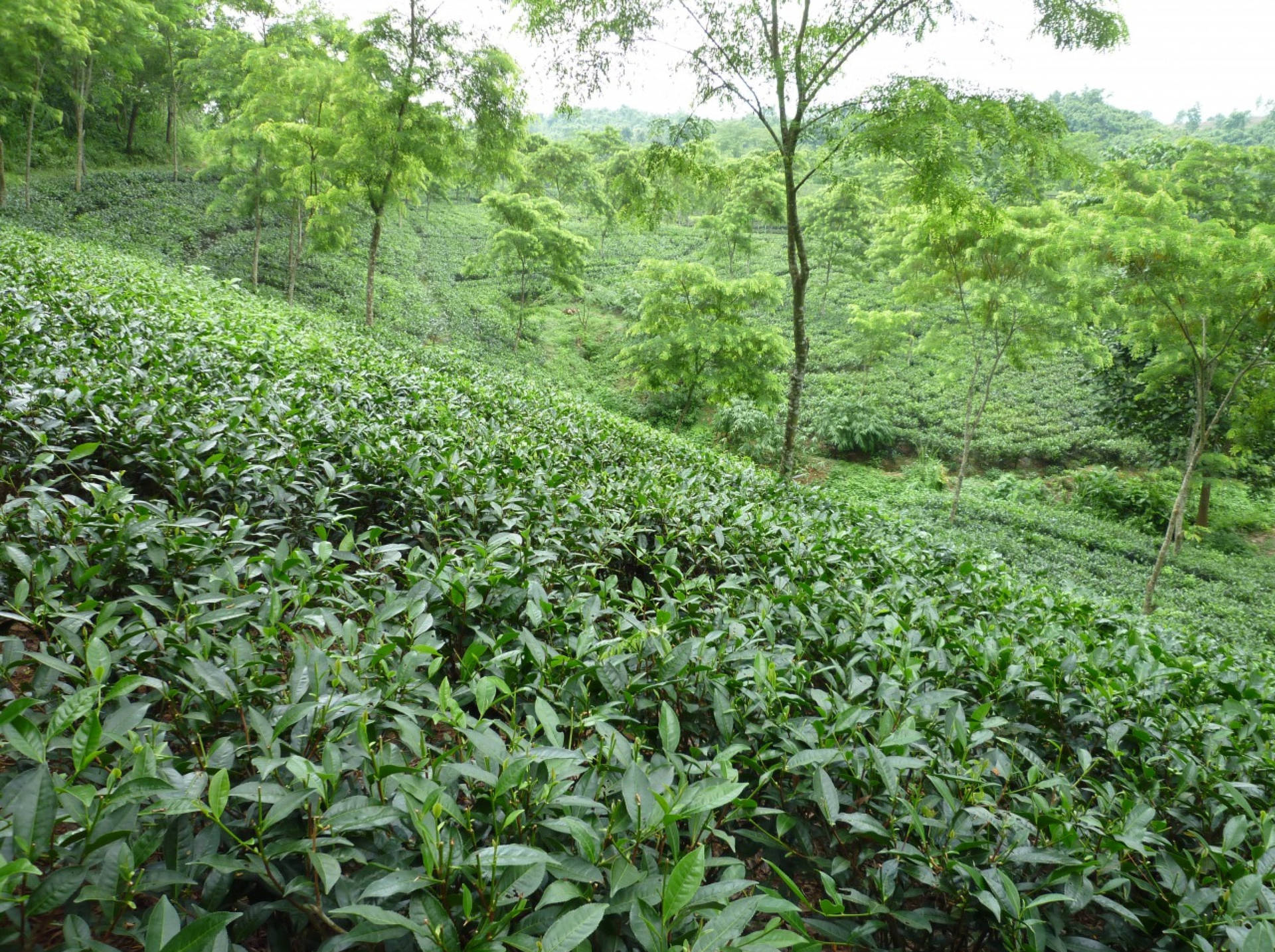 Tea Garden Wallpaper