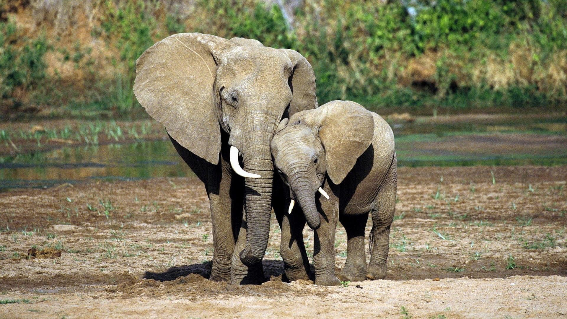 Elephant Wallpaper