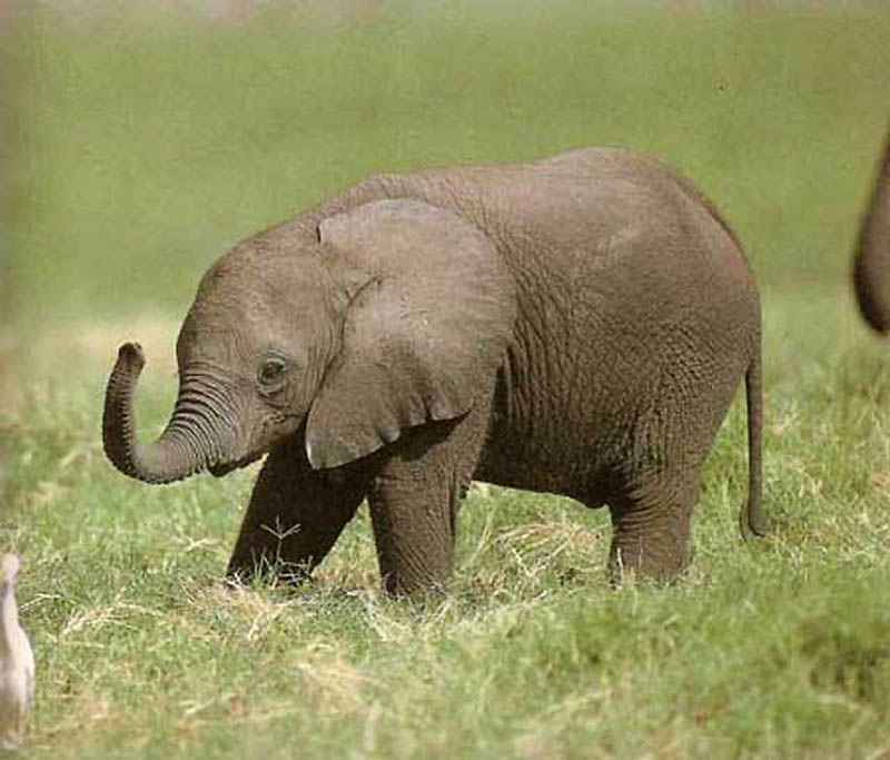 Baby Elephant Wallpaper Collection Size