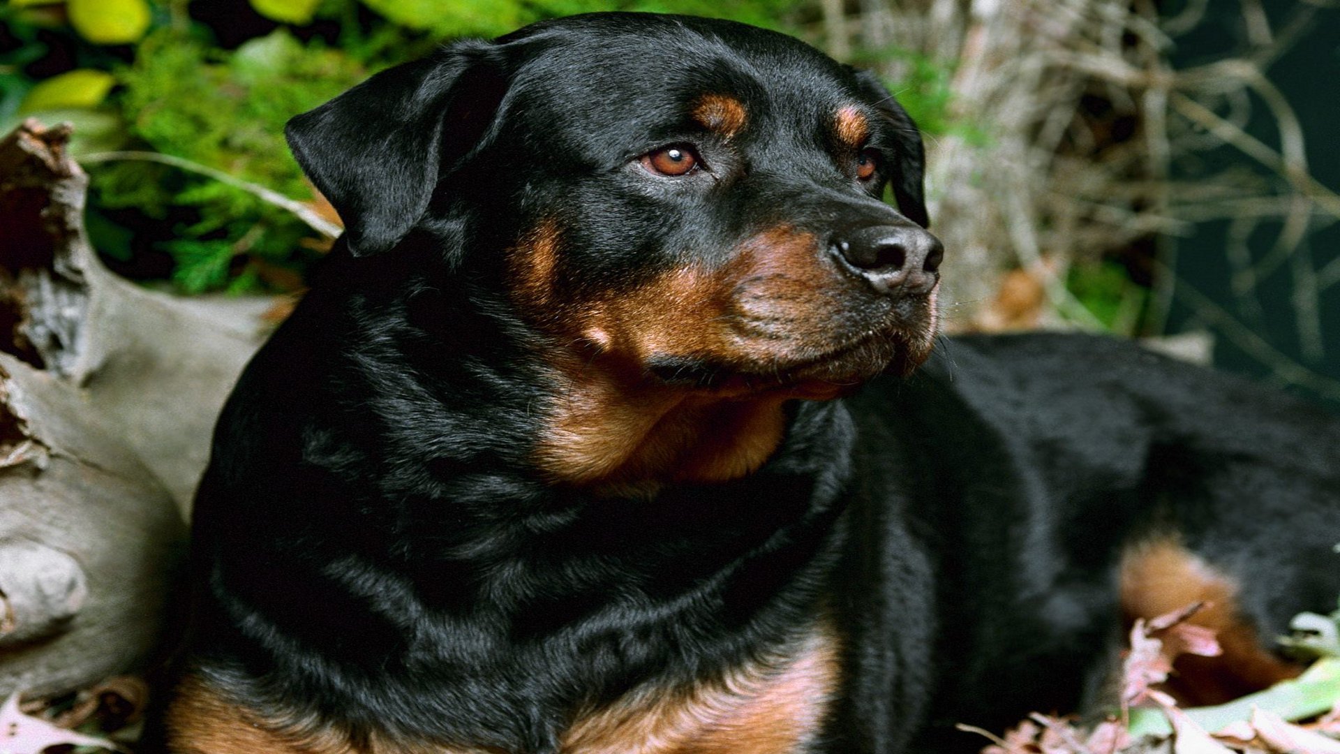 Rottweiler Hd Wallpaper