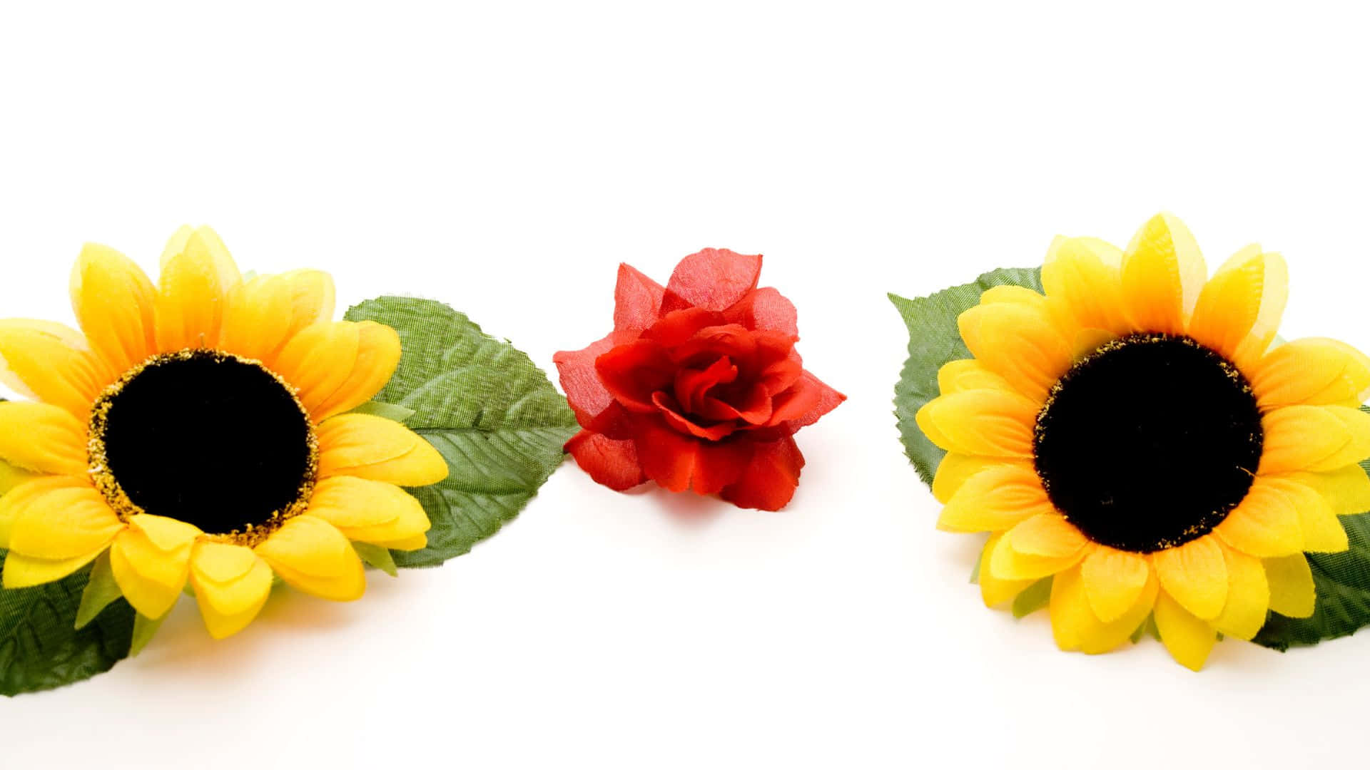 Sunflowers And Roses 7rrheqw9vyzt4qiv Wallpaper