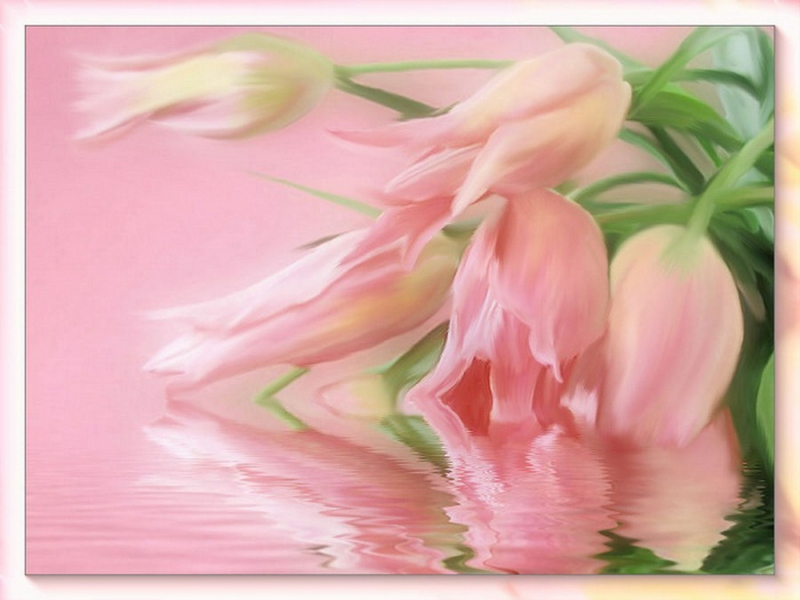 Beautiful Floral Tender Pastel Nature Flowers HD Desktop Wallpaper