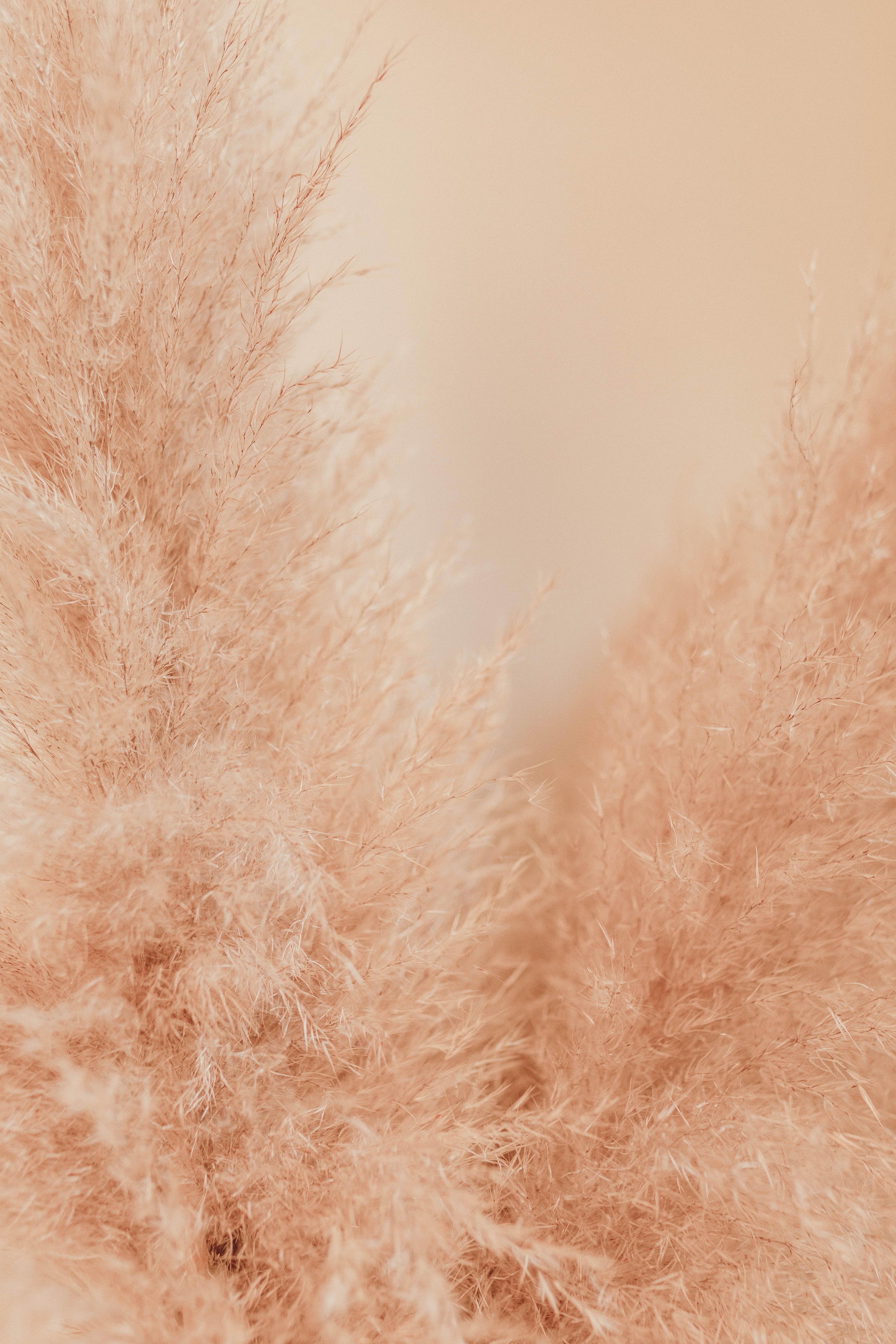 Pampas Grass Picture Wallpaper
