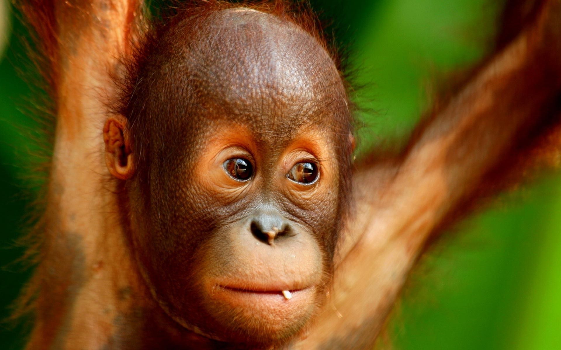 Orangutan Wallpaper And Background Image