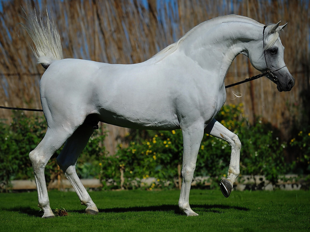 Beautiful Arabian Horse Wallpaper
