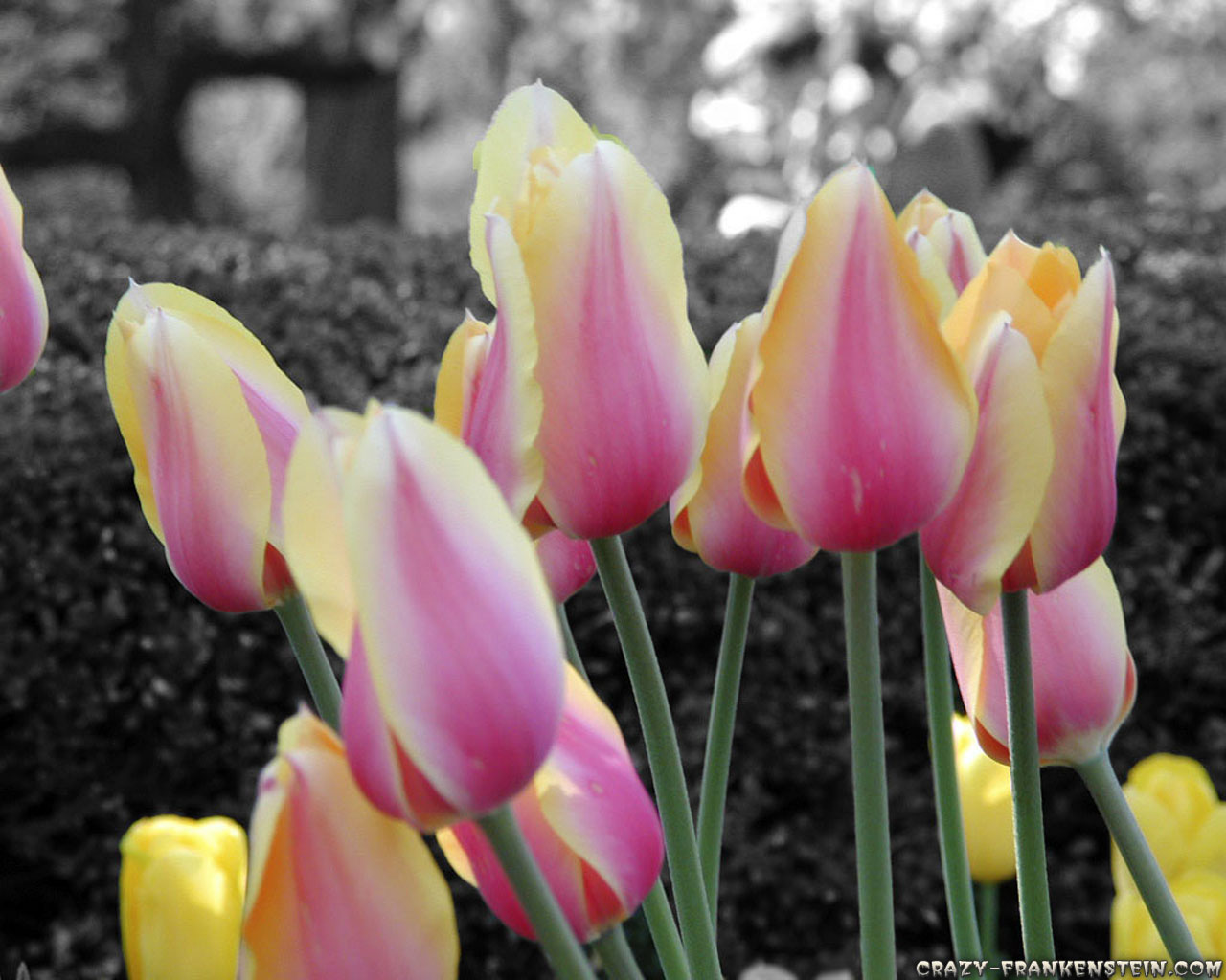 Pink Tulips Wallpaper Yellow