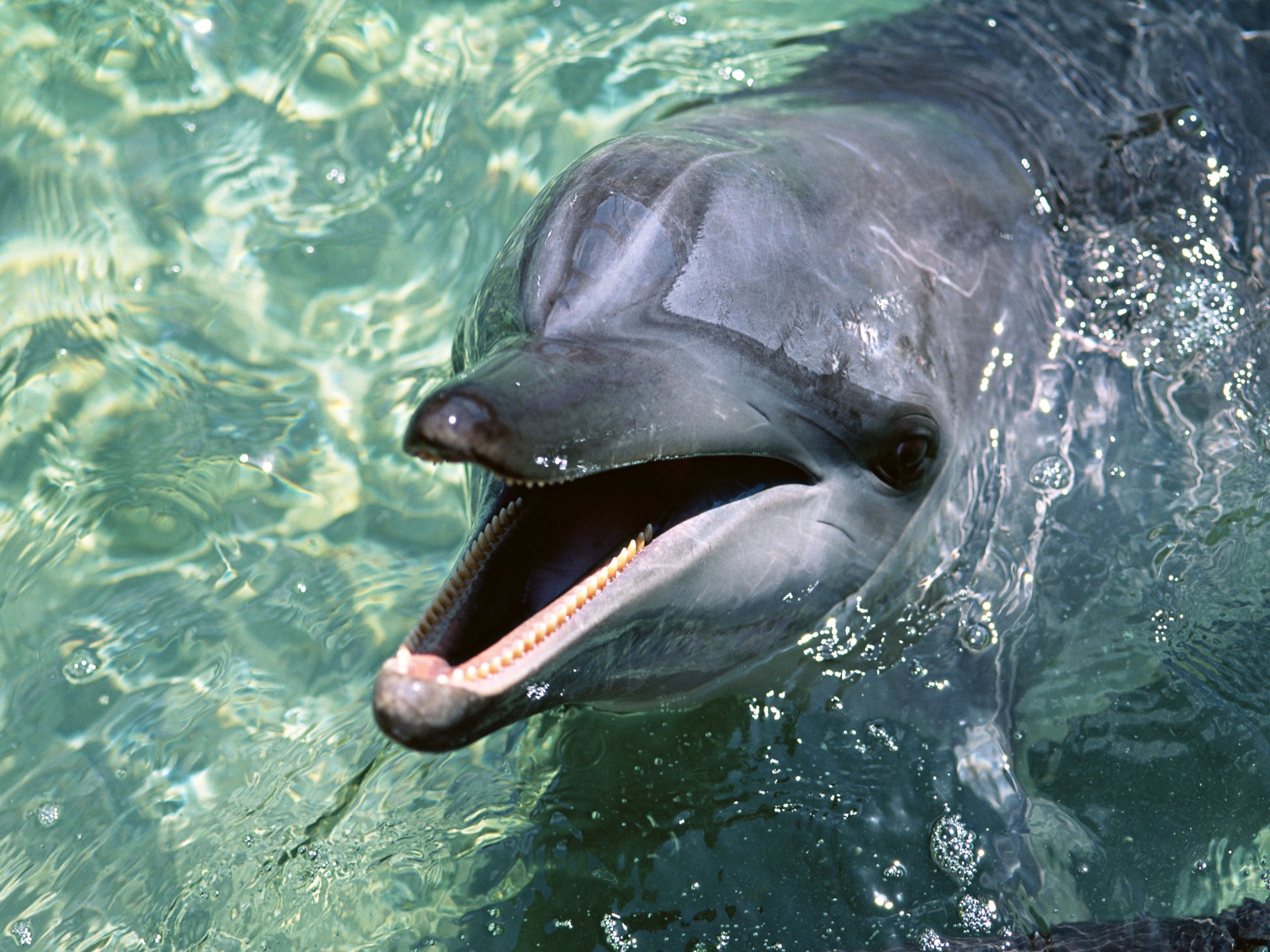Description Cute Dolphin Animal Wallpaper In