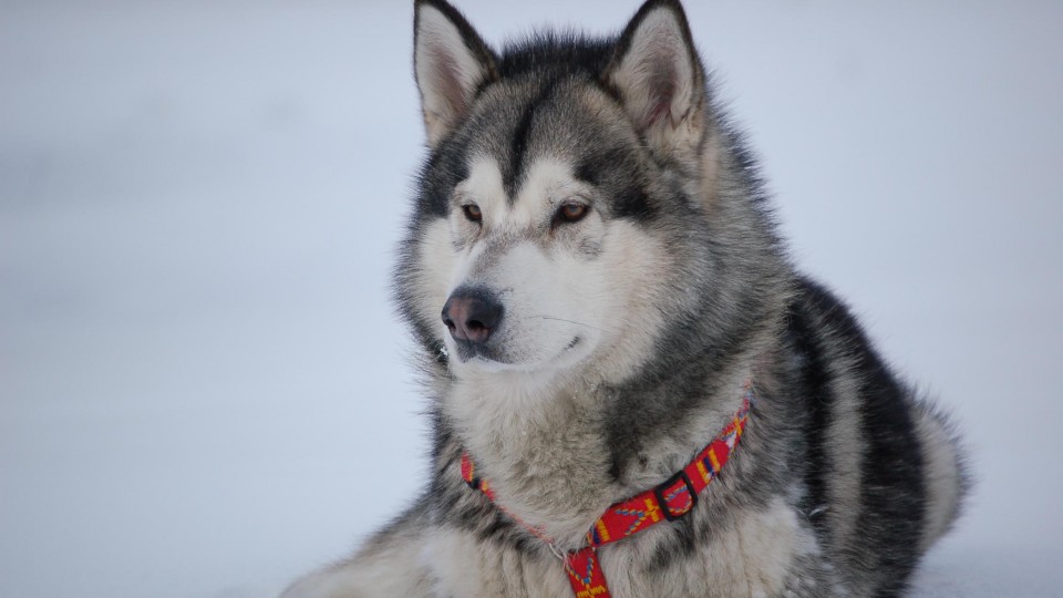 Malamute HD Desktop Wallpaper Widescreen High Definition