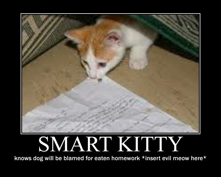 Lolcats Desktop Wallpaper