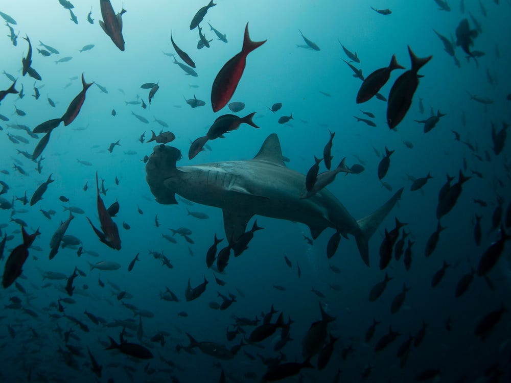 Global Finprint Survey To See How Many Sharks Are In The Ocean