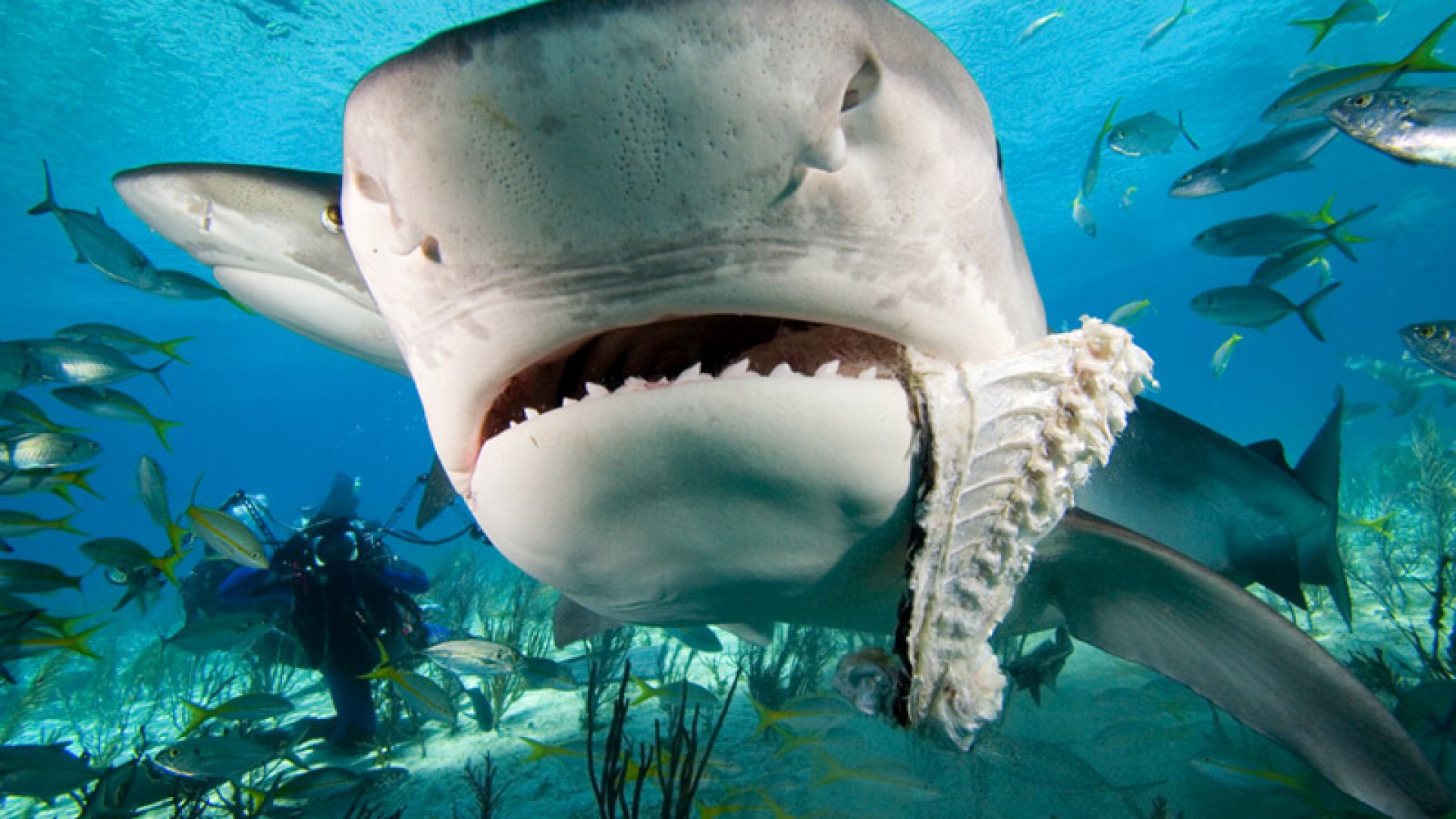 Shark Wallpaper HD