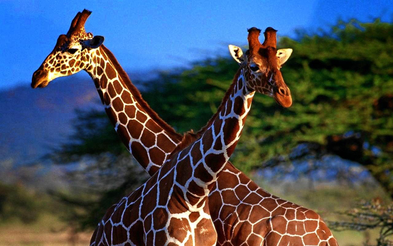 Giraffe Wallpaper Animals Library
