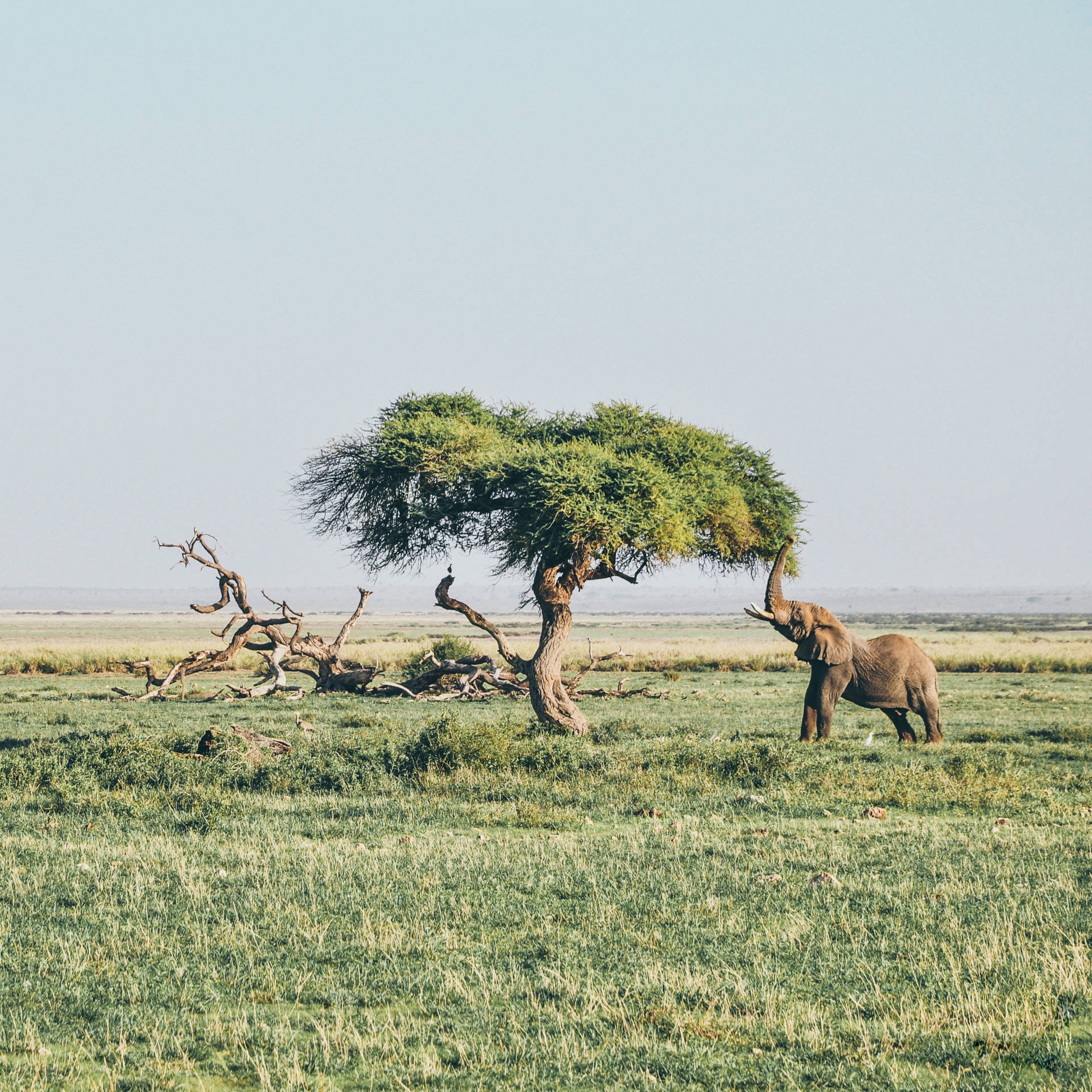 4k Elephant Wallpaper