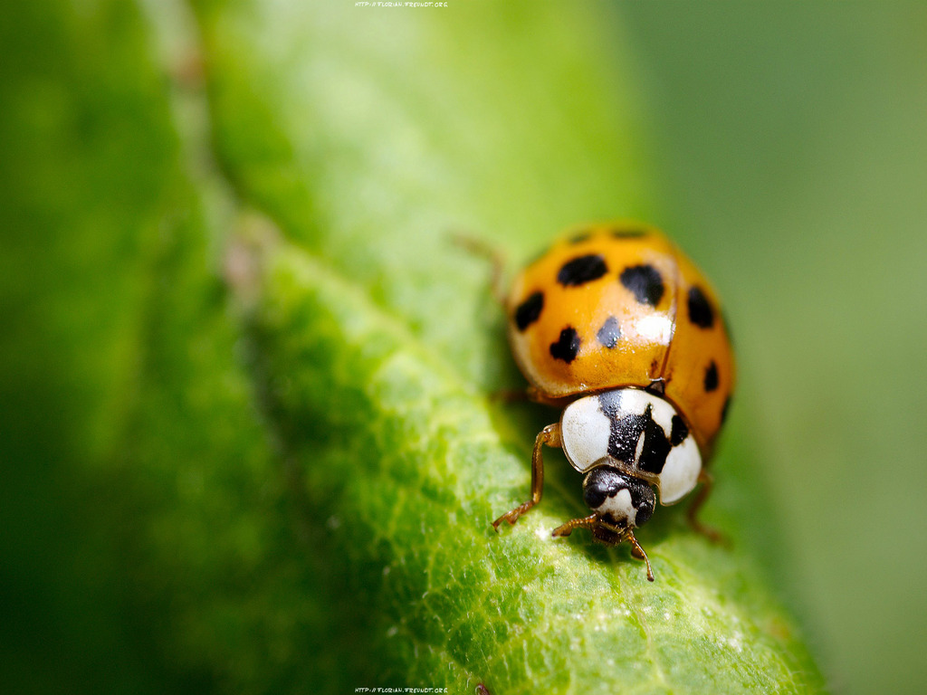 Lady Bug Wallpapers Animal Literature