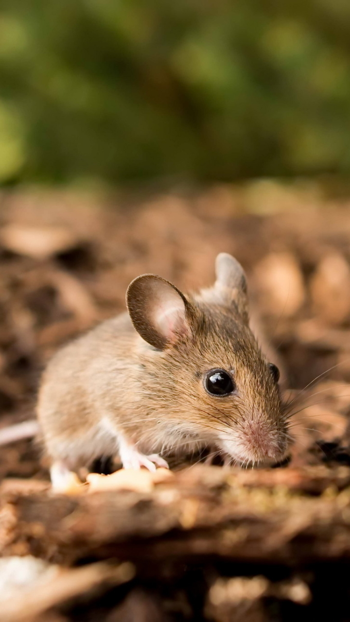 Animal Mouse Wallpaper Id
