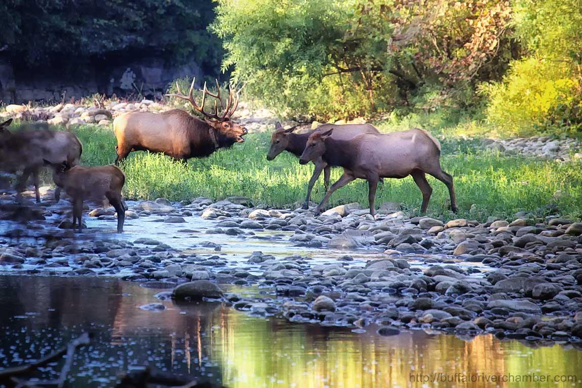 Bull Elk Bugling During Crossing Of The Buffalo River