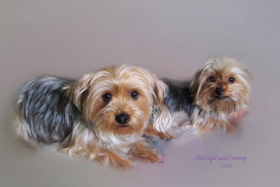 Yorkshire Terrier Puppies Wallpaper Car Pictures