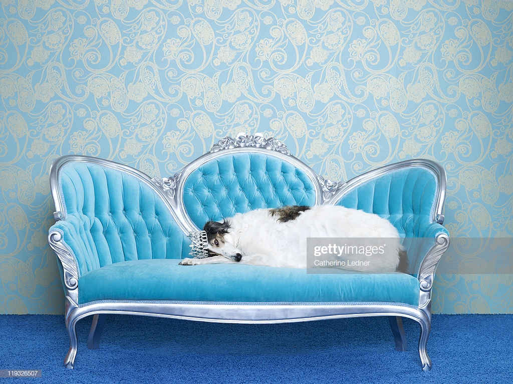 Borzoi On Couch Stock Photo Getty Image
