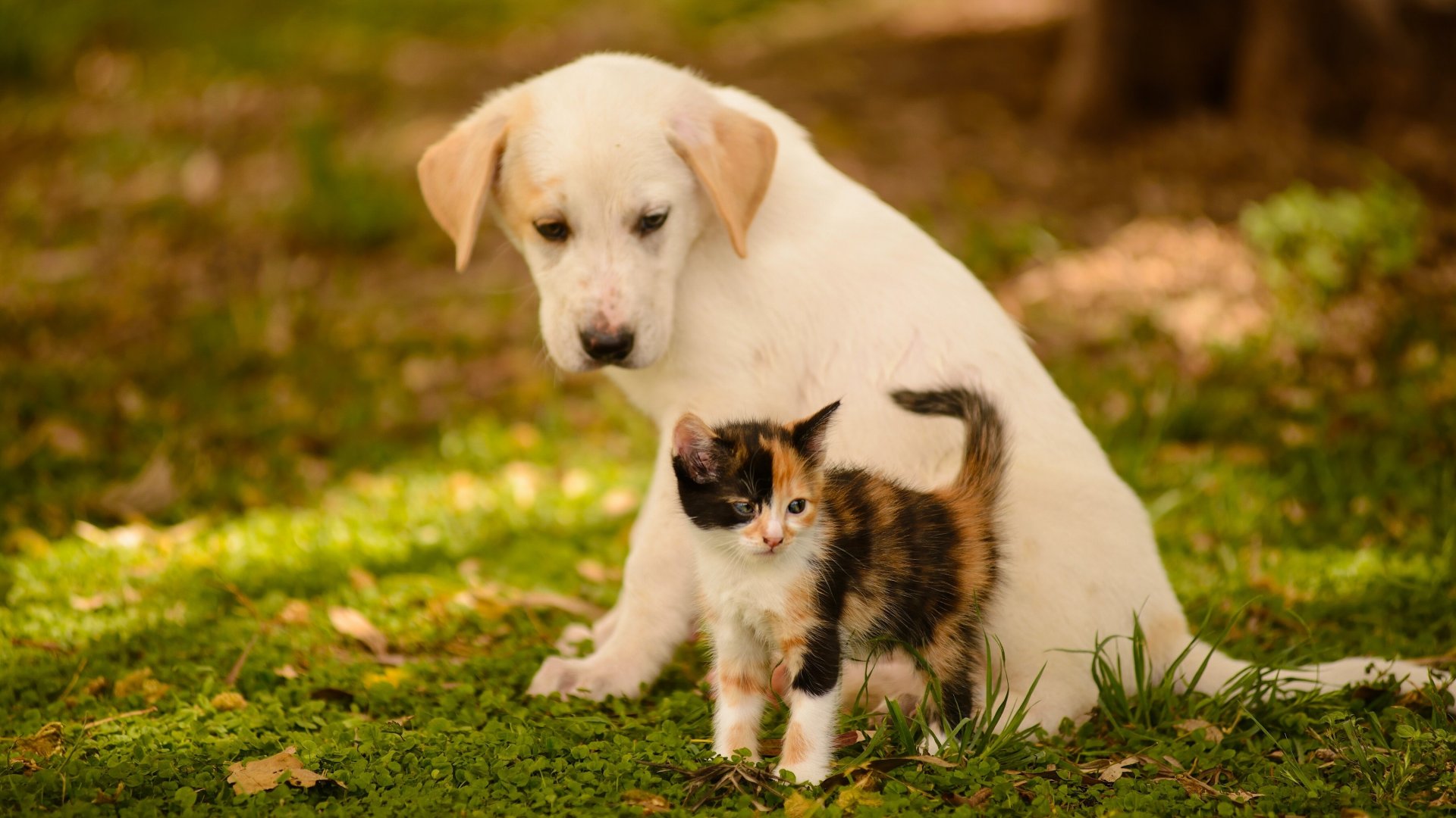 Free download Cute Dog and Cat Wallpaper 1920x1080 for your Desktop  Mobile  Tablet  Explore 73 Cats And Dogs Wallpaper  Wallpaper Crazy Cats  and Dogs Cute Cats and Dogs Wallpaper