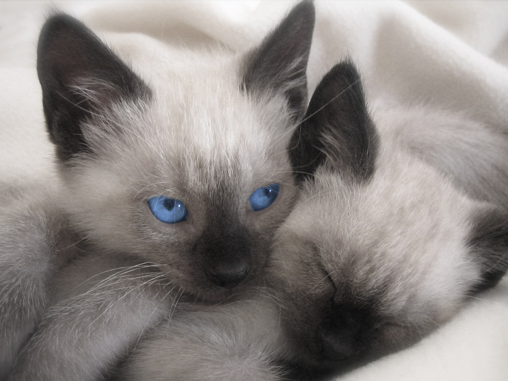 Siamese Cats Picture The Is A Populer Cat Wallpaper HD