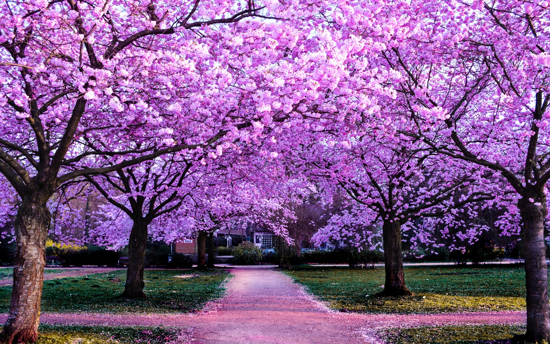 Cherry Blossom Trees Wallpaper 4k Purple Flowers Pathway Park