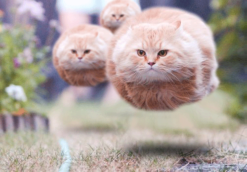 Funny Animated Cats Desktop Wallpaper