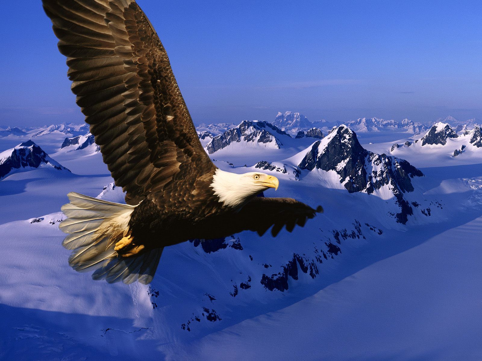 Eagle Wallpaper 3d HD Picture Design For