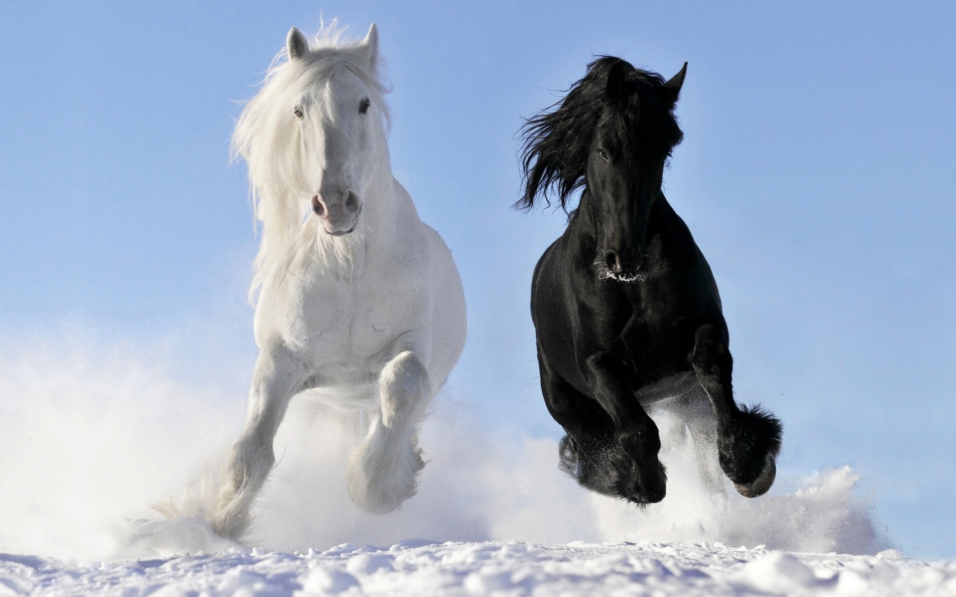 Wallpaper Horse Galloping Snow Winter Desktop Animals