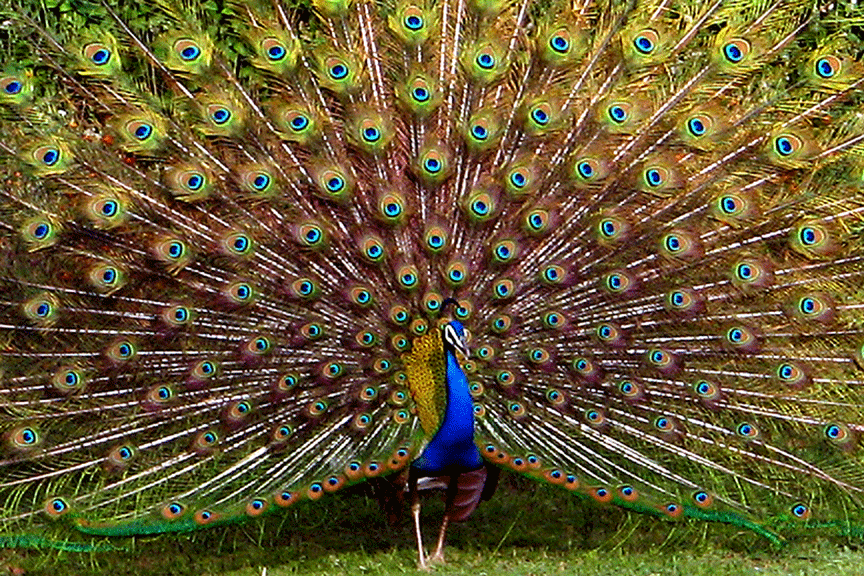 Free download Peacock feather wallpaper Funny Wallpaper [864x576] for