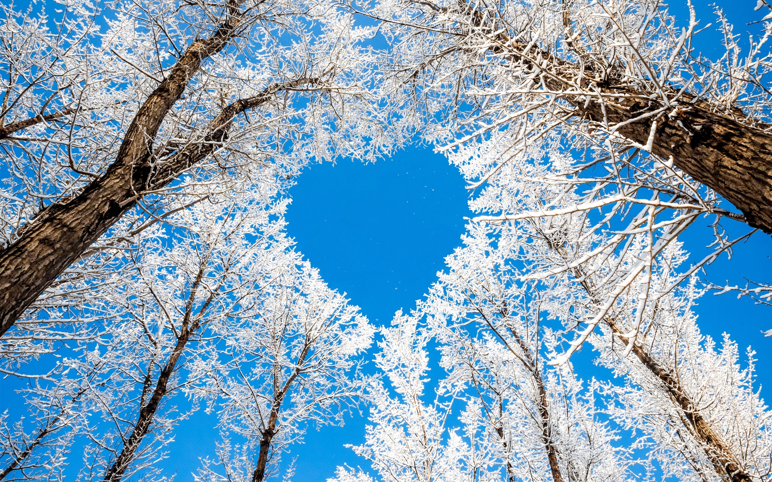 Winter Trees Snow White Sky Love Heart Wallpaper HD