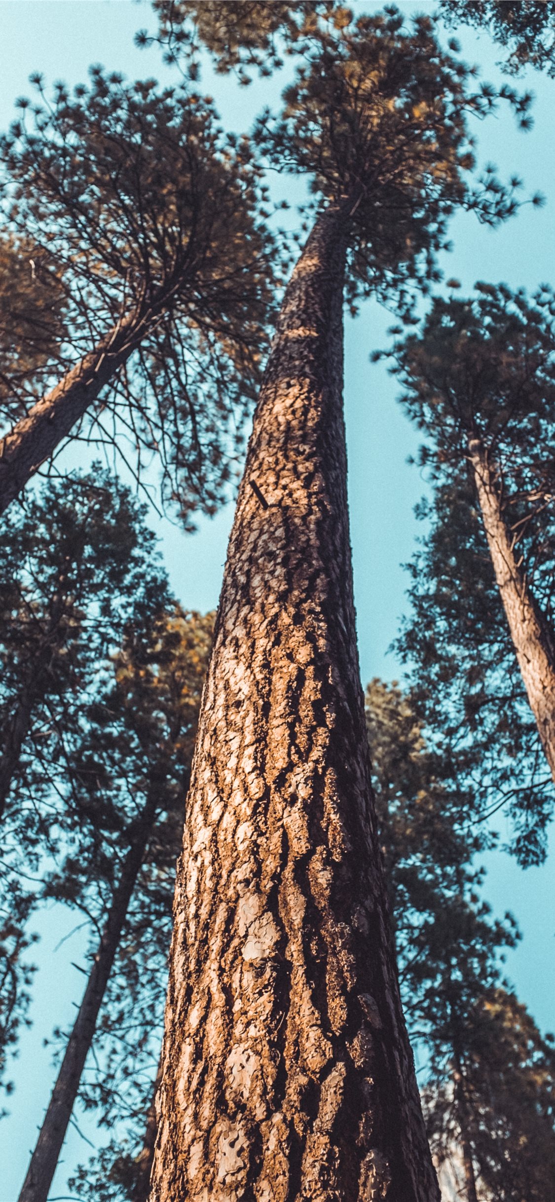 Tree iPhone Wallpaper