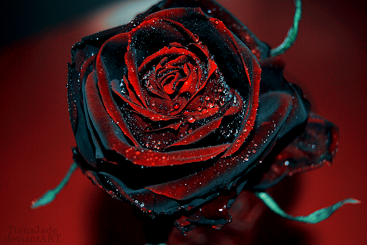 Isnt A Black Rose It Is Just The Darkest Red Called