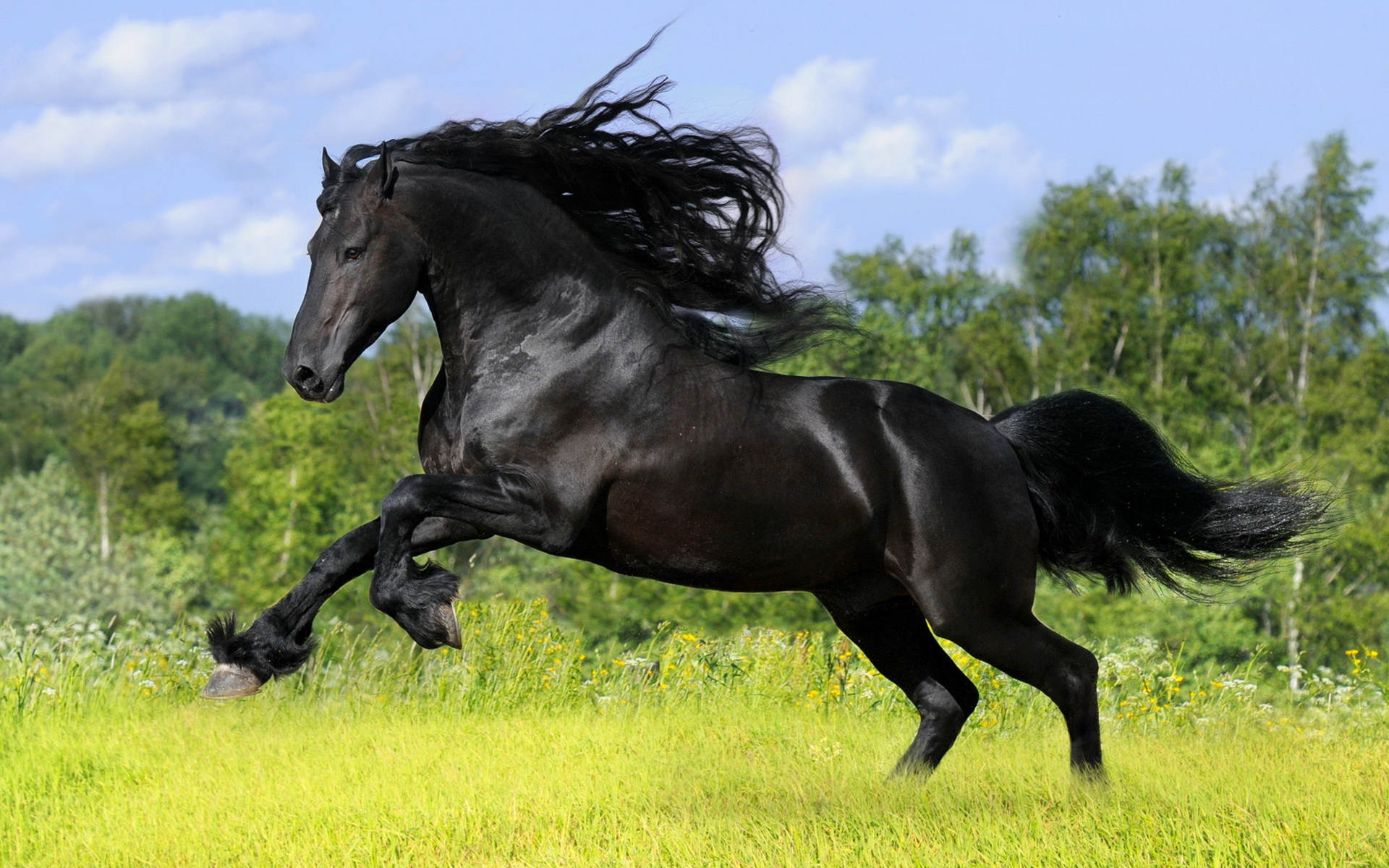 Black Horse Wallpaper And Image Pictures Photos
