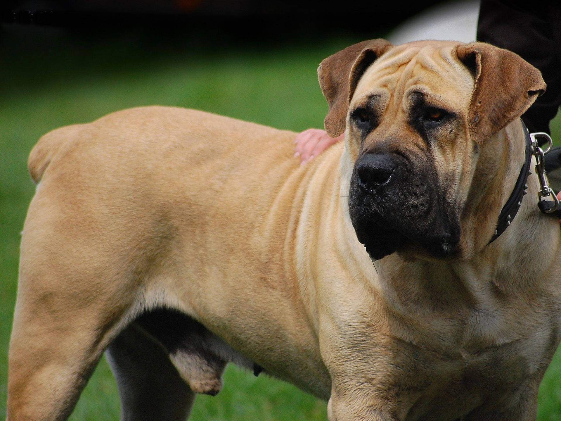 Big Dog On Chain Rinmidy5bw956mig Wallpaper