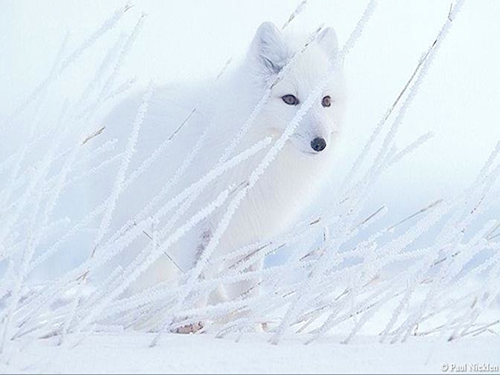 Pure White Arctic Fox Wallpaper